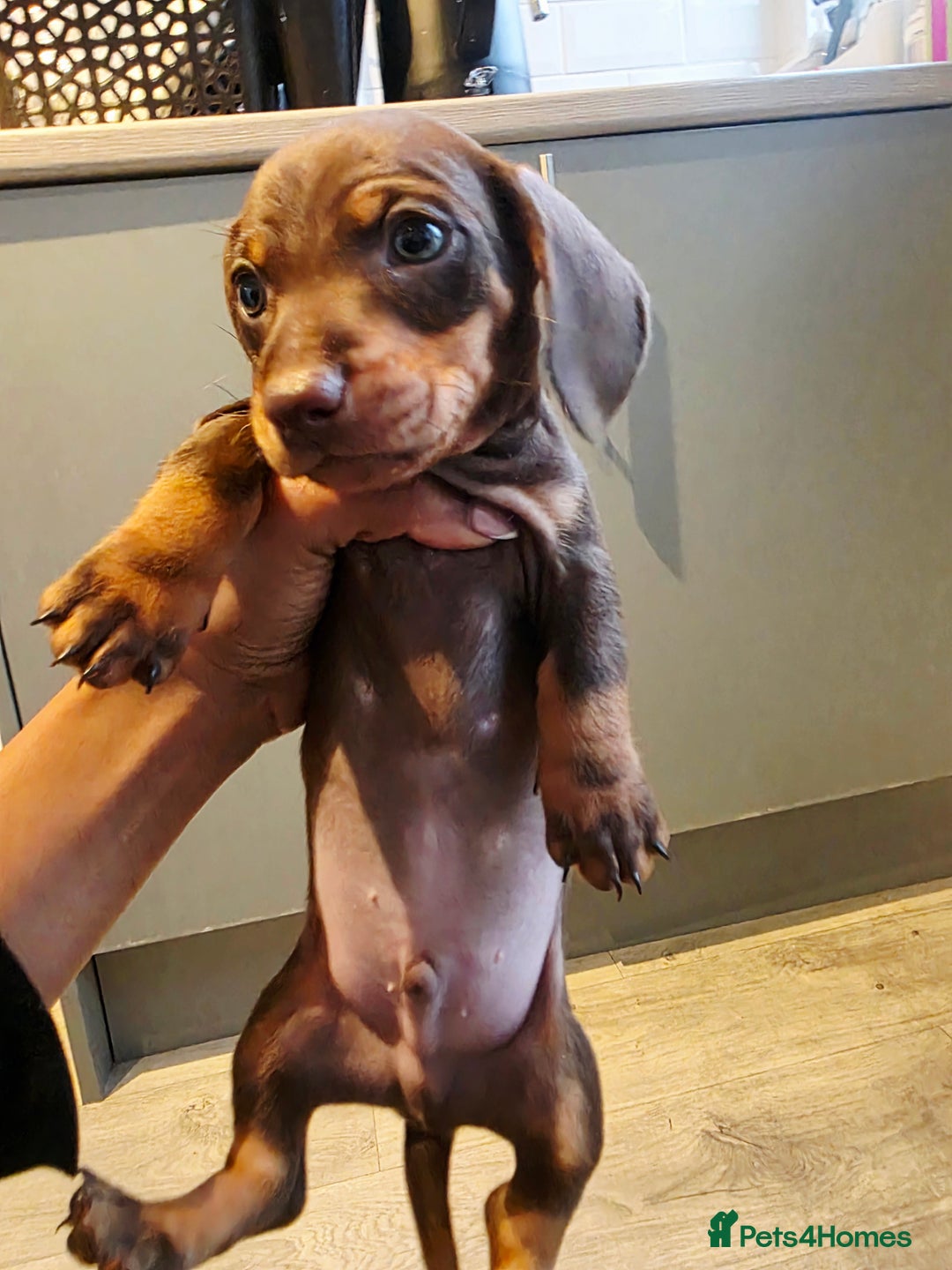 Dachshund dogs for sale: READY FOR NEW HOME 🐶 - Advert 23