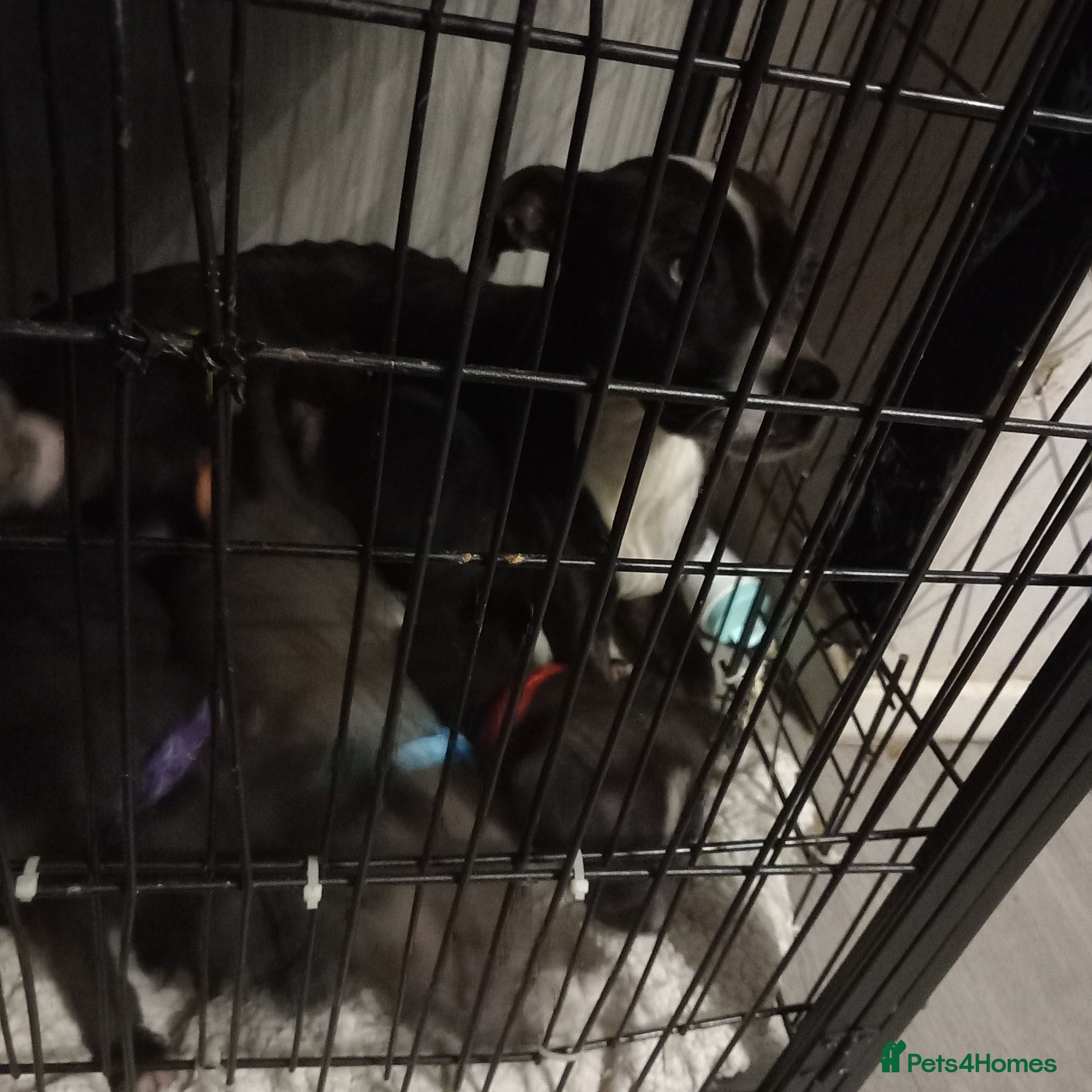 Staffordshire Bull Terrier dogs 5x blue/brindle staffy puppies - Advert 2