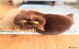 British Shorthair cats for sale: Beautiful cinnamon British shorthair kittens - Image 5