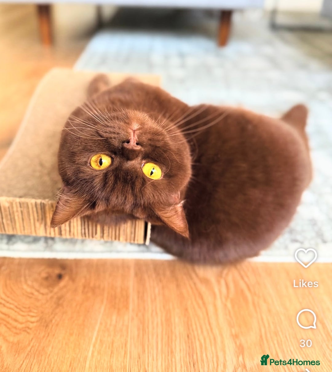 British Shorthair cats for sale: Beautiful cinnamon British shorthair kittens - Image 5