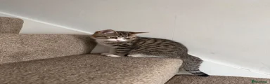 Tabby Kitten 