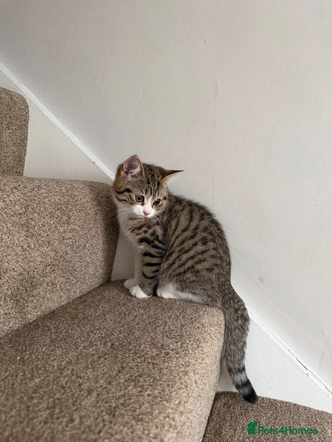 British Shorthair cats for sale: Female Kitten - Advert 2