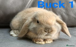 Mini Lop rabbits for sale: 🐰Beautiful mixed litter of Plush x Mini Lop kits - Image 5