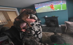 Cane Corso dogs for sale: RARE CHOCOLATE PUPPY - Image 3
