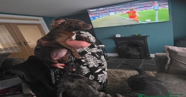 Cane Corso dogs - Advert 9