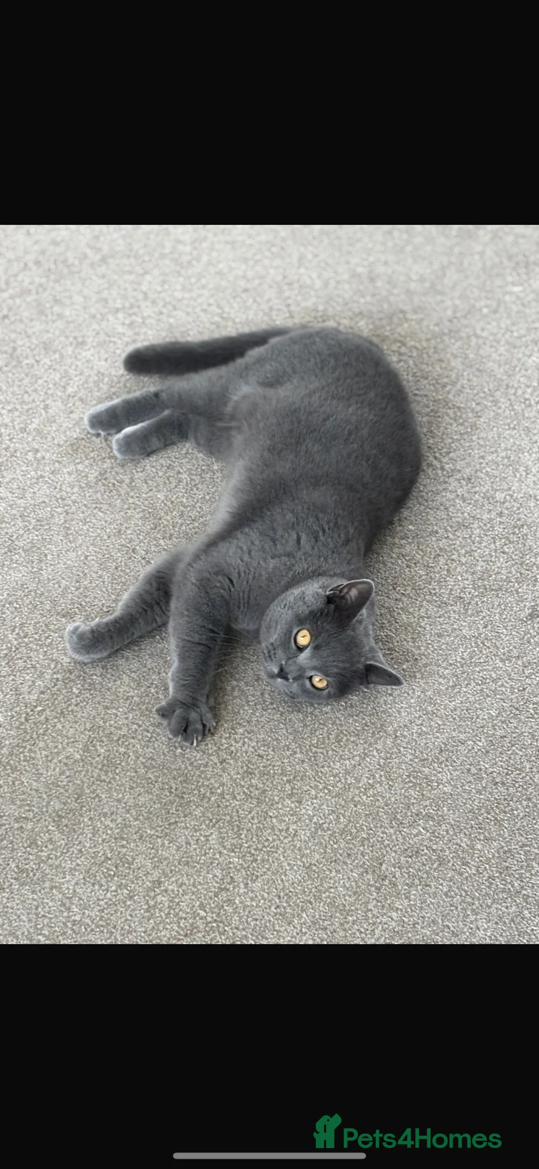 British Shorthair cats for sale: Two British short hairs. - Advert 6
