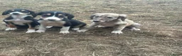 Saluki dogs for sale: Saluki puppy s  - Advert 13