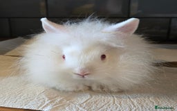 Lionhead rabbits for sale: 8 week old lionhead rabbit for new homes  - Image 1