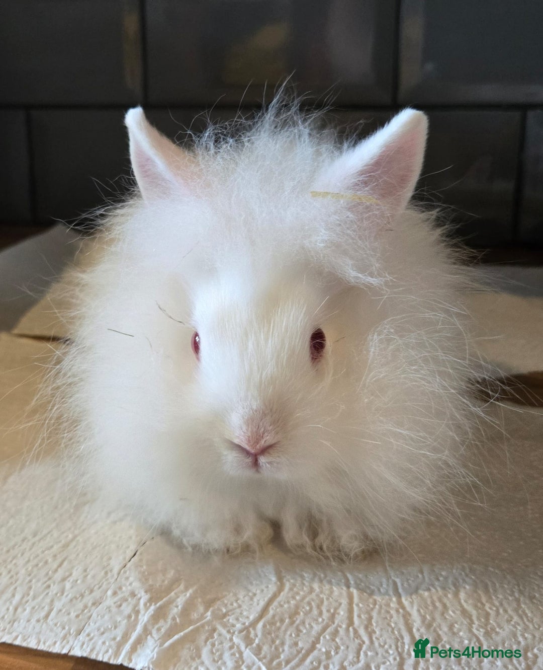 Lionhead rabbits for sale: 8 week old lionhead rabbit for new homes  - Image 1