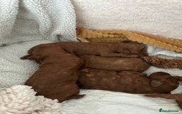 Toy Poodle dogs for sale: Toy poodle . four boys, one girl - Image 2