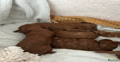 Toy Poodle dogs - Advert 4