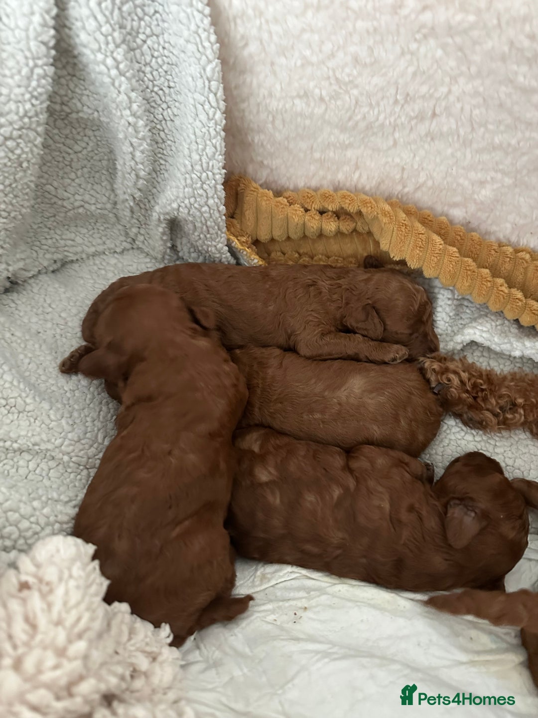 Toy Poodle dogs for sale: Toy poodle . four boys, one girl - Image 2