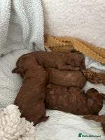 Toy Poodle dogs - Advert 4