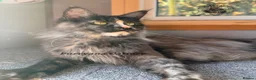 Maine Coon cats for sale: Retired Maine coon queens looking for new homes - Advert 3