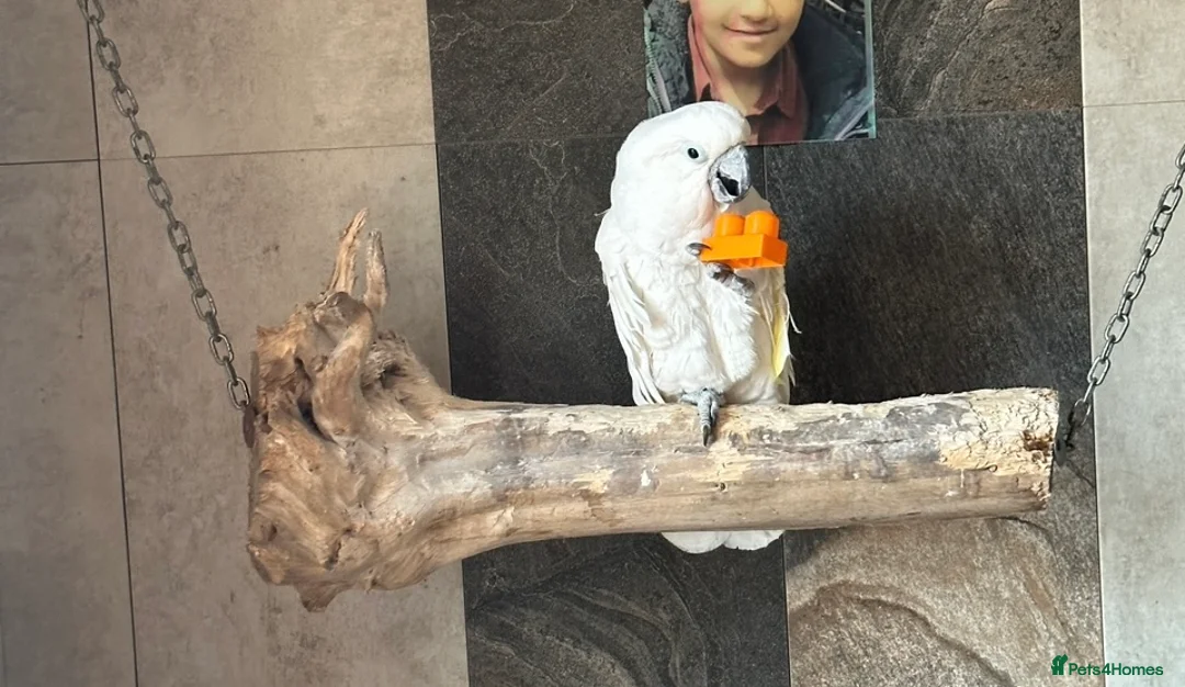 Cockatoo birds for sale:  Umbrella Cockatoo  - Advert 5