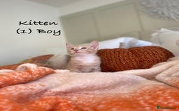 Mixed Breed cats for sale: Stunning kittens 8 weeks old ready now  - Image 5