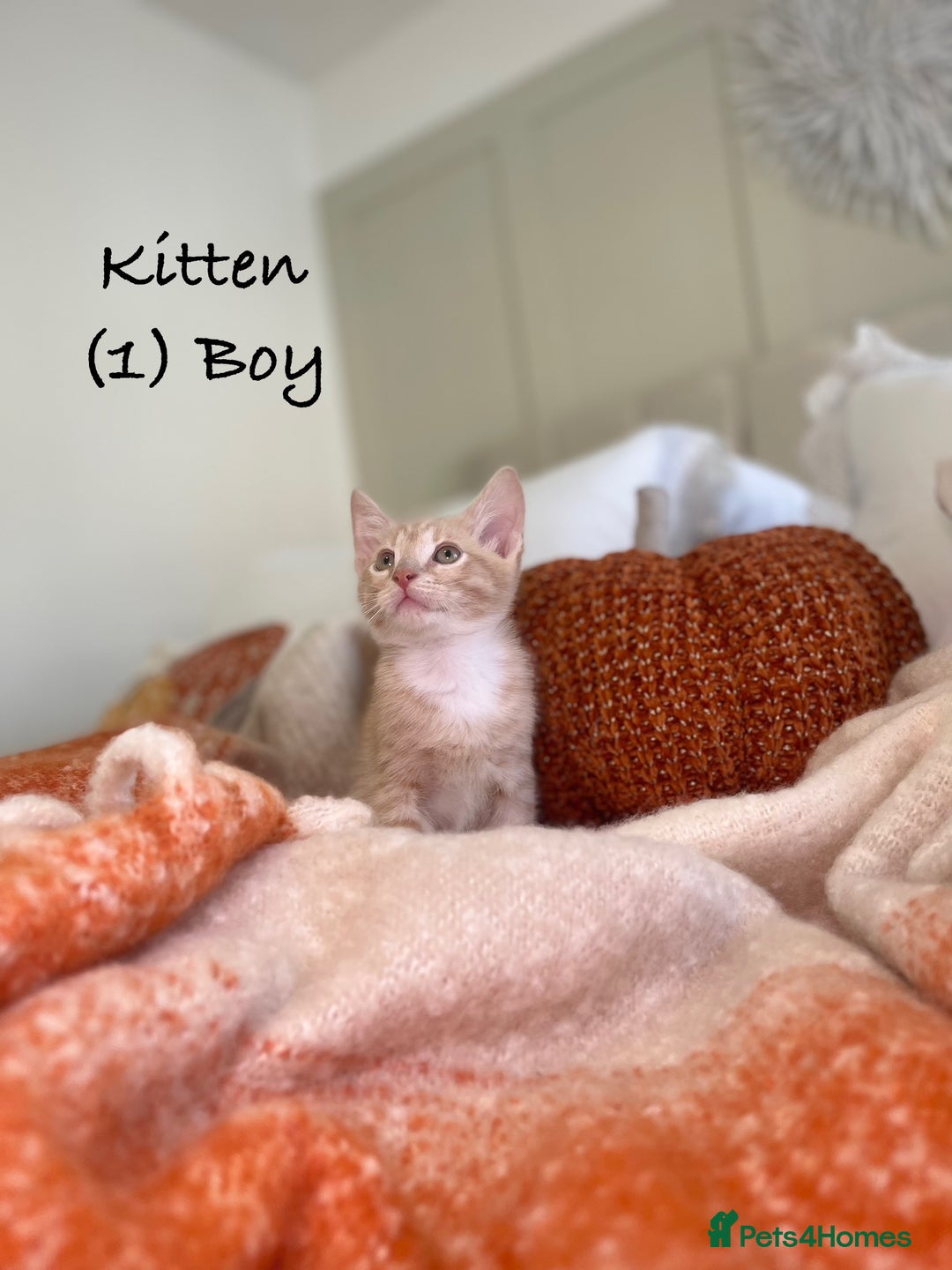 Mixed Breed cats for sale: Stunning kittens 8 weeks old ready now  - Image 5