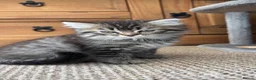 Perdoll cats for sale: Persian Ragdoll Tabby Kittens  - Advert 25