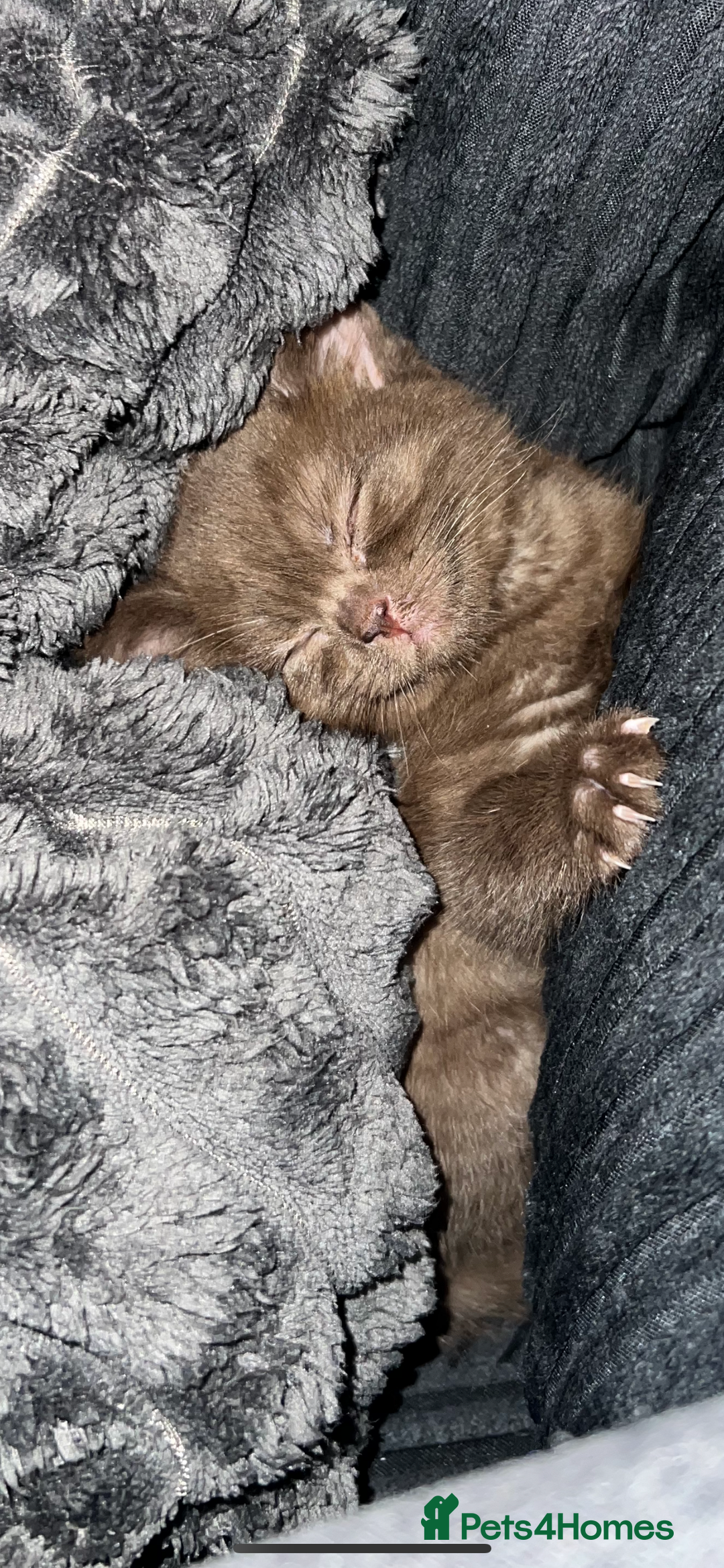 British Shorthair cats for sale: 6 month old female kitten  - Image 4