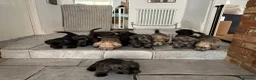 Glen of Imaal Terrier dogs for sale: Beautiful Glen of Imaal Terrier Pups 7 Avaliable - Advert 7
