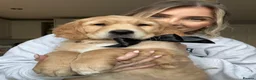 Golden Retriever dogs for sale: KC Golden Retrievers - Health Tested & Home Raised in Trowbridge - Advert 39
