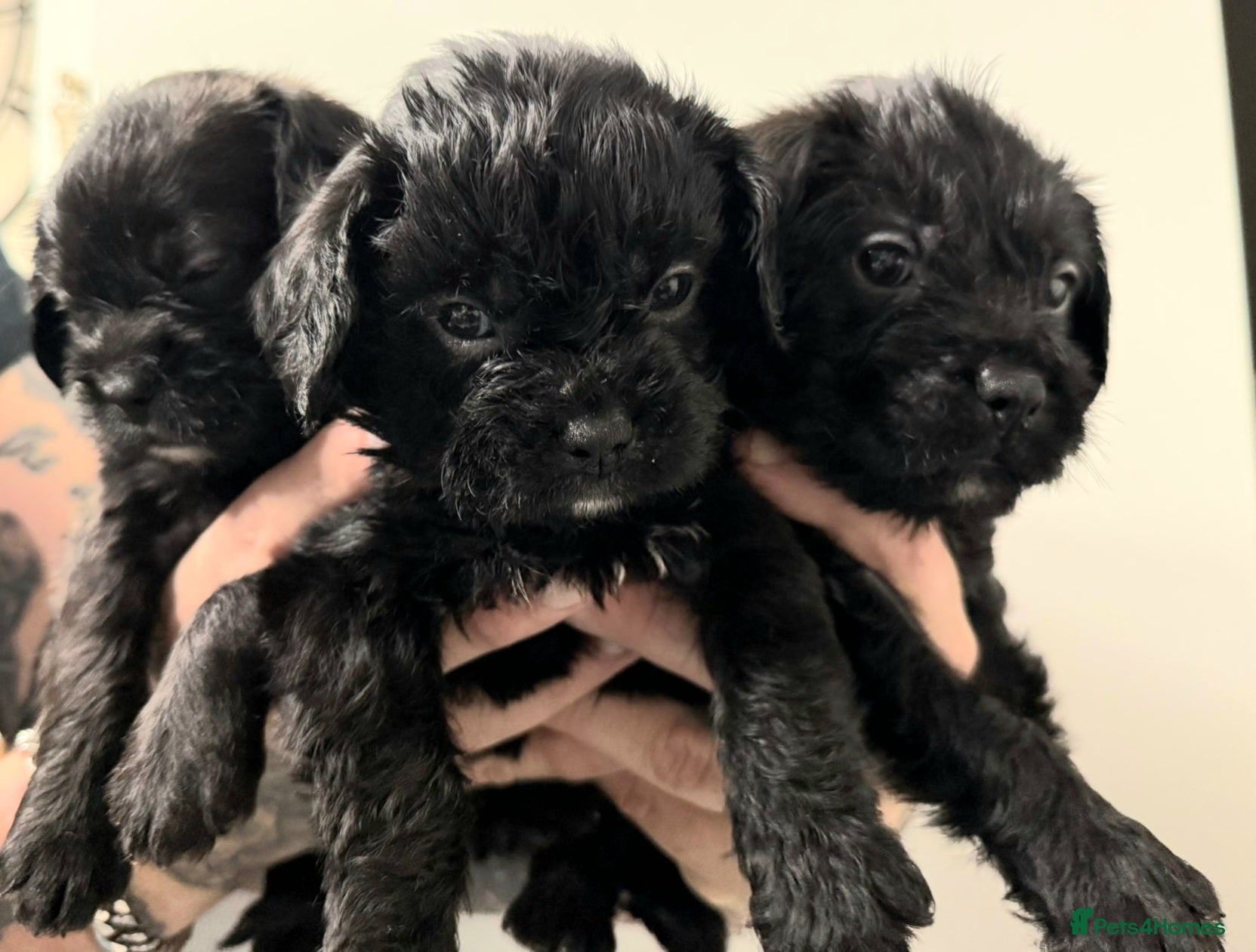 Mixed Breed dogs Pugapoo - Advert 5