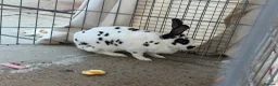 English Spot rabbits for sale: English spotted Rabbit  - Advert 2