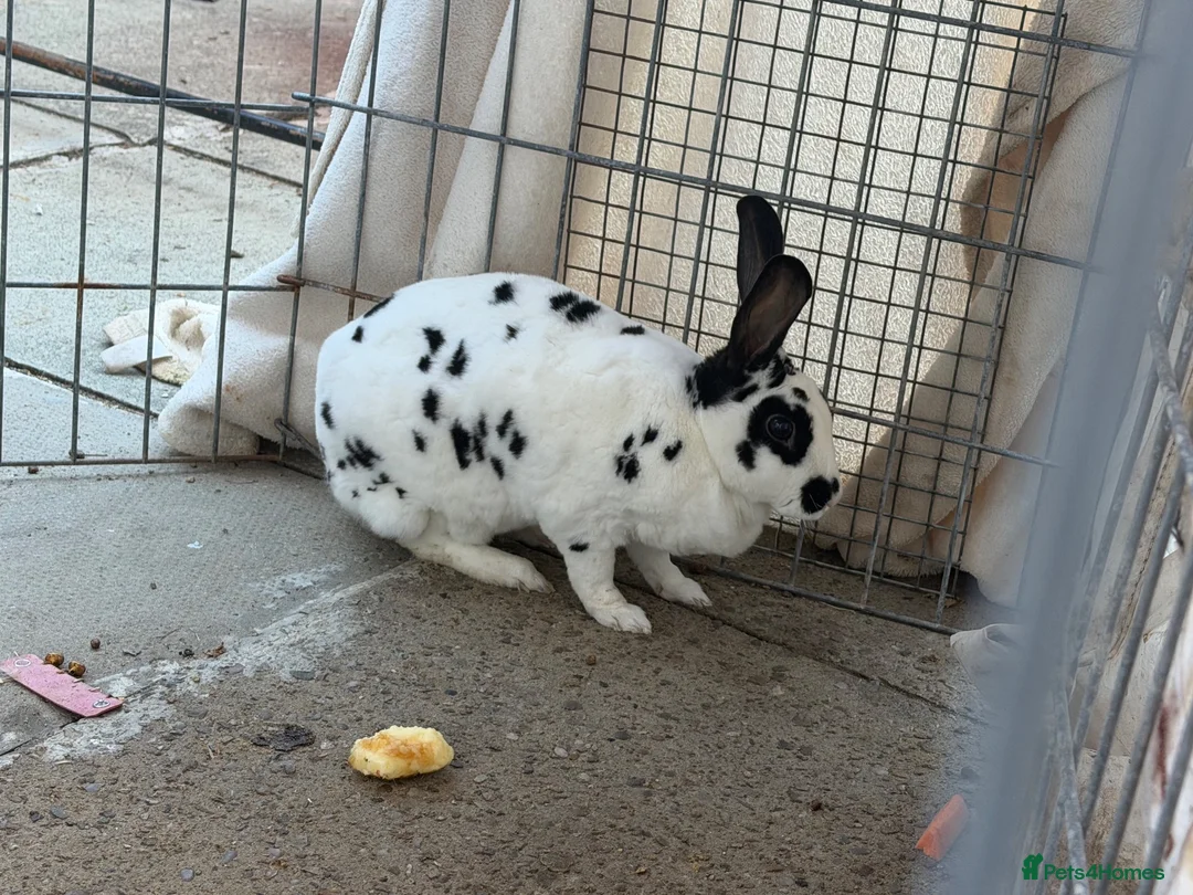 English Spot rabbits for sale: English spotted Rabbit  - Advert 2