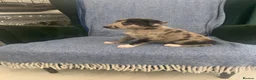 Mixed Breed dogs for sale: Blue Merle Border Collie x Lurcher Puppies  - Advert 7