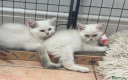British Shorthair cats for sale: Champion sired Golden Colourpoint Kittens  - Image 15