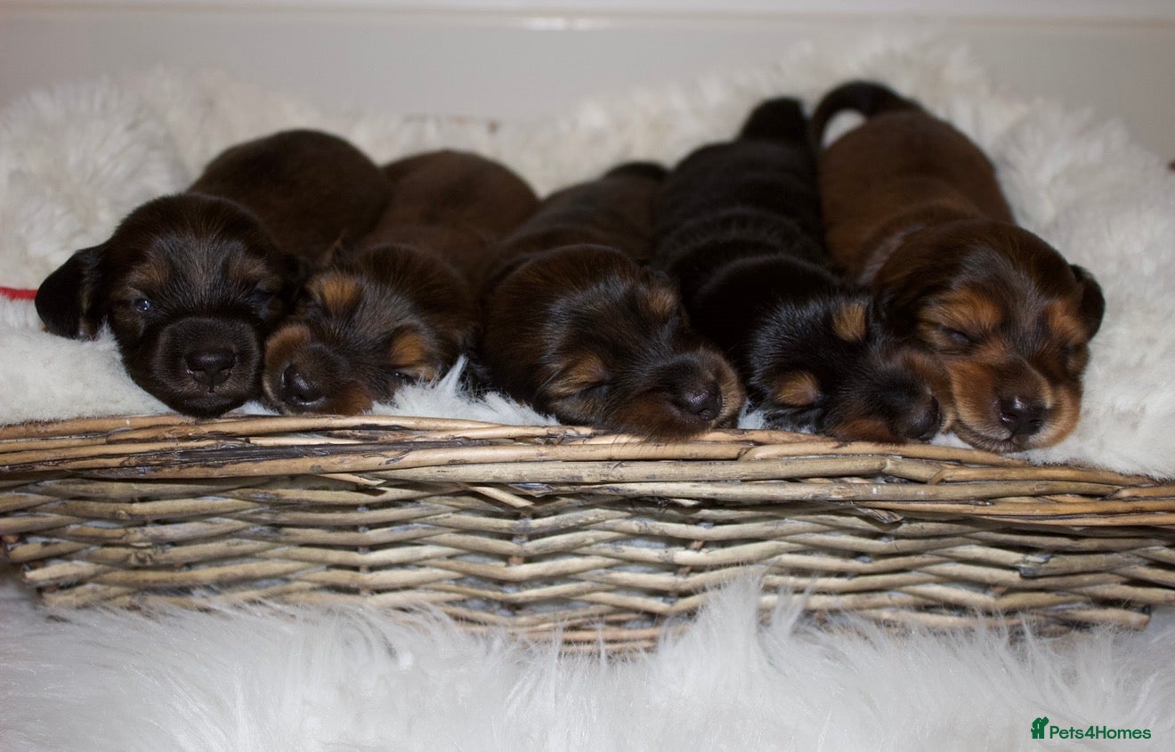Miniature Dachshund dogs Miniature Long Haired Dachshund Puppies Available! - Advert 2