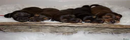 Miniature Dachshund dogs for sale: Miniature Long Haired Dachshund Puppies Available! - Advert 1