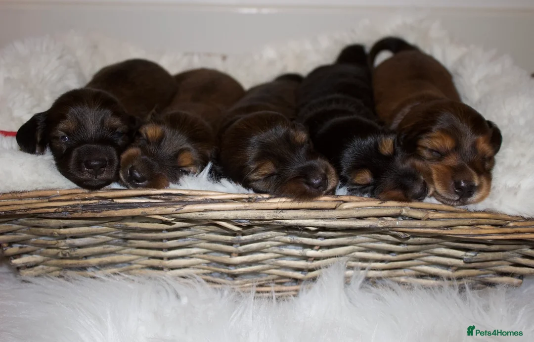 Miniature Dachshund dogs for sale: Miniature Long Haired Dachshund Puppies Available! - Advert 1