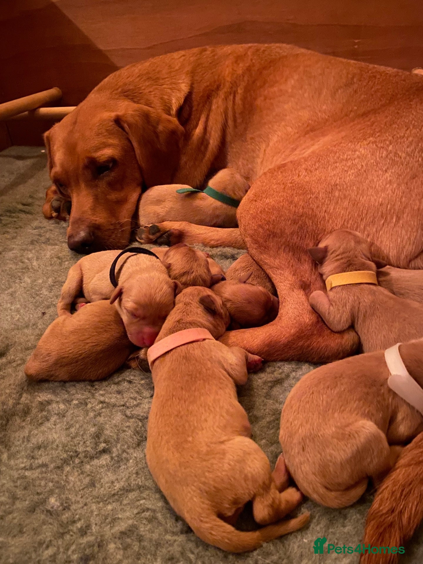 Labrador Retriever dogs for sale: Fox Red Labrador retriever puppies for sale   - Advert 1