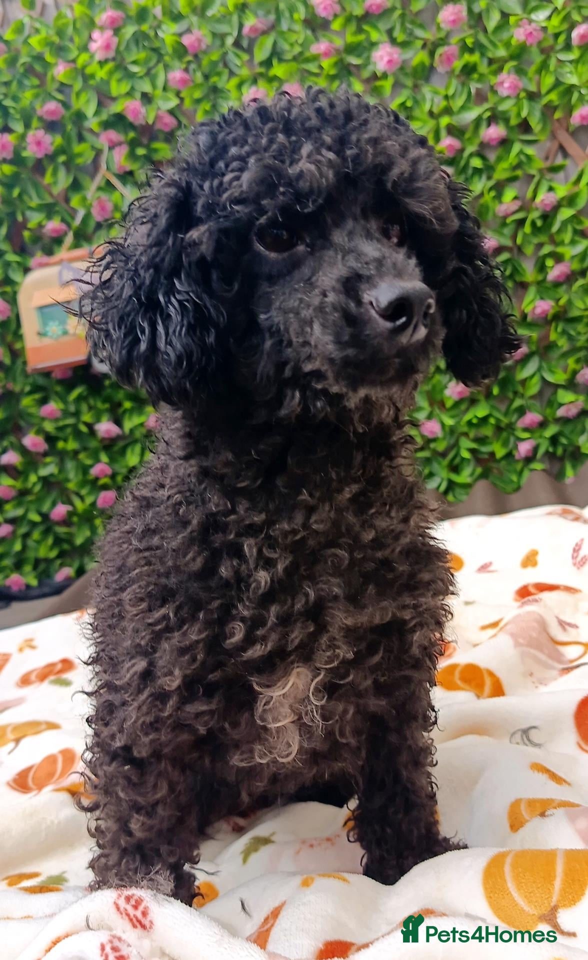 Toy Poodle dogs BLACK TOY POODLE FEMALE 3 KG TINY! - Advert 10