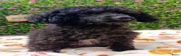 Toy Poodle dogs for sale: BLACK TOY POODLE FEMALE 3 KG TINY! - Advert 1