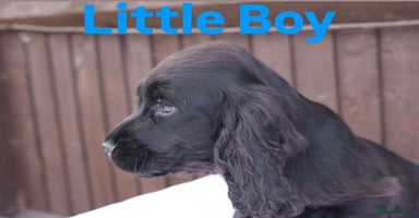 Cocker Spaniel dogs - Advert 16