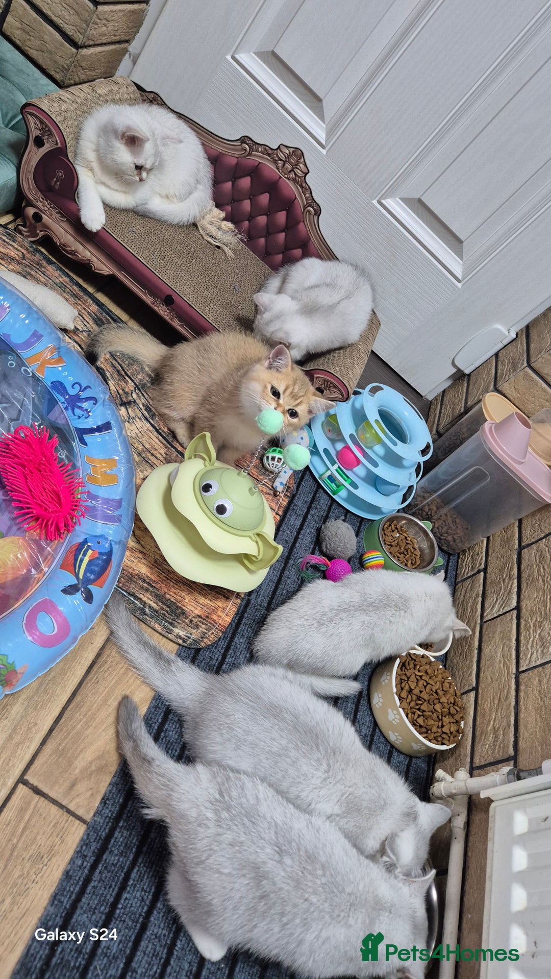 British Shorthair cats for sale: British shorthair  - Image 7