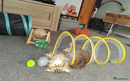 Persian cats for sale: Adorable pure Persian  - Image 17