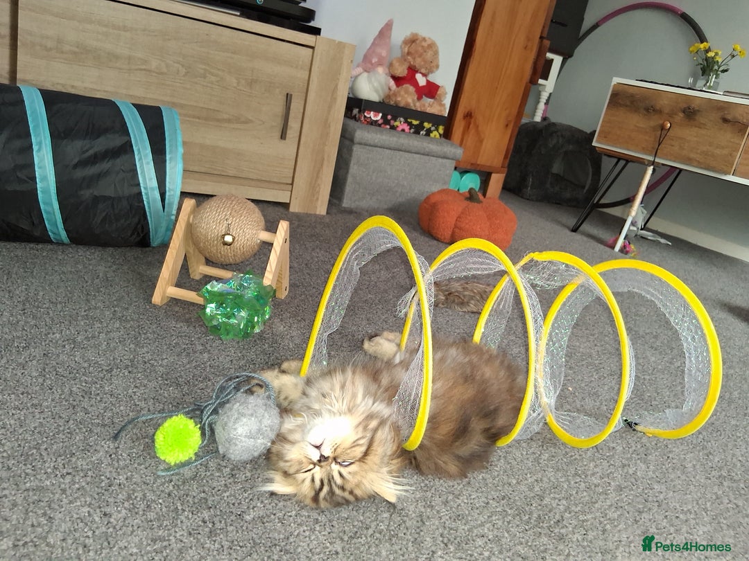 Persian cats for sale: Adorable pure Persian  - Image 17