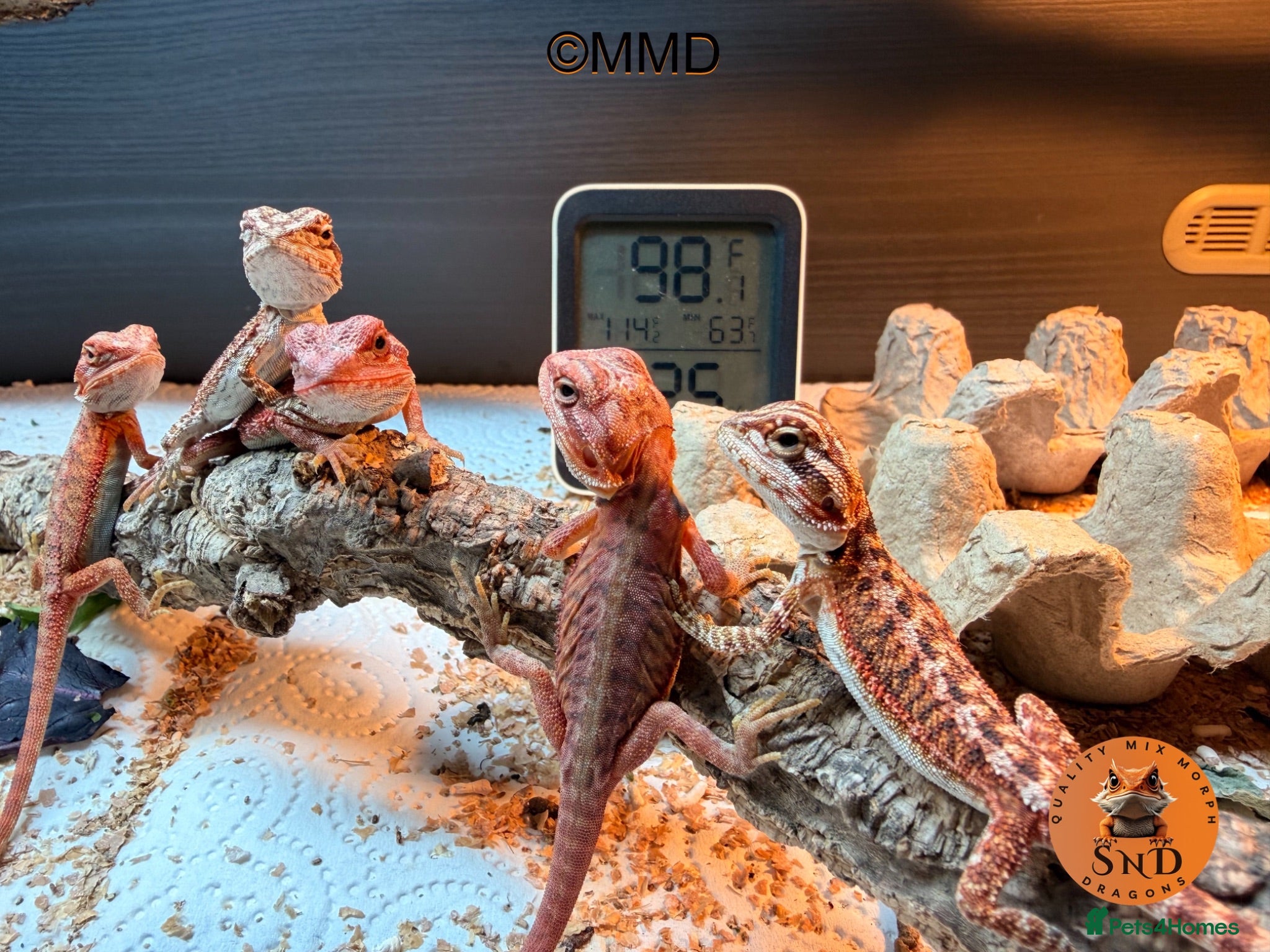 Bearded Dragon reptiles Stunning baby bearded dragons ready to go!  - Advert 1