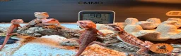 Bearded Dragon reptiles for sale: Stunning baby bearded dragons ready to go!  - Advert 9