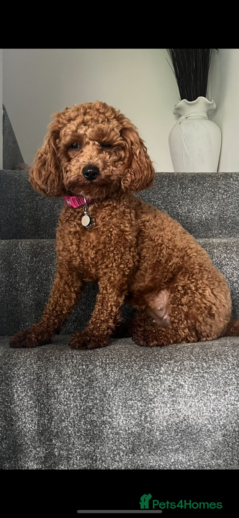 Cavapoo dogs Cavapoo Puppies due 30th March 2026! - Advert 3