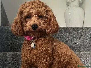 Cavapoo dogs Cavapoo Puppies due 30th March 2026! - Advert 3