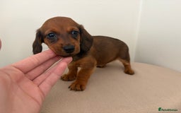 Miniature Dachshund dogs for sale: Red miniature Dachsund’s  - Image 6
