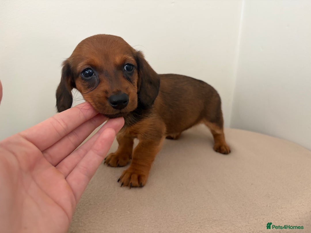 Miniature Dachshund dogs for sale: Red miniature Dachsund’s  - Image 6