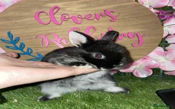 Netherland Dwarf rabbits for sale:  pedigree Neverland dwarf also have mini lops   - Image 3
