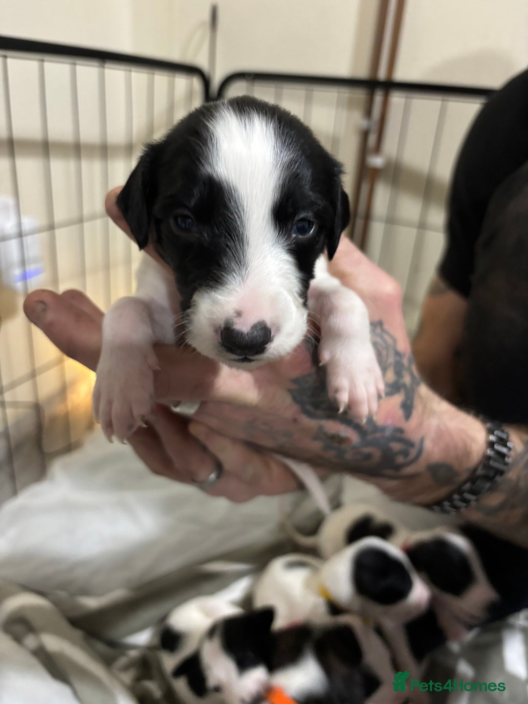 Whippet dogs for sale: Whippet puppies  - Advert 3