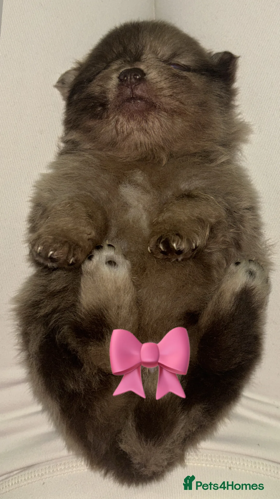 Pomeranian dogs for sale: Kc Pomeranian puppies beautiful colours - Advert 16