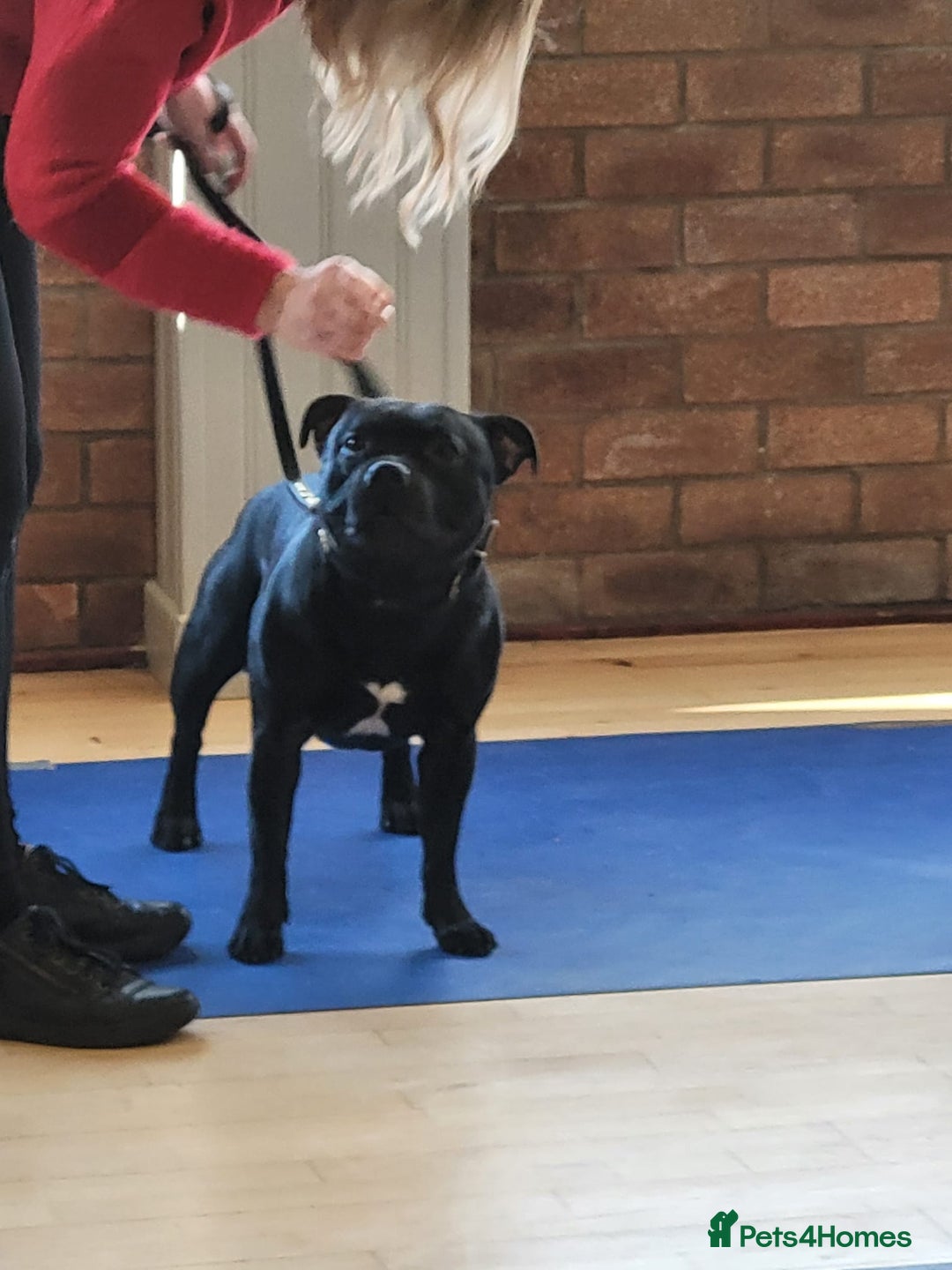 Staffordshire Bull Terrier dogs for sale: ✨️Outstanding SBT puppies✨️ - Advert 17